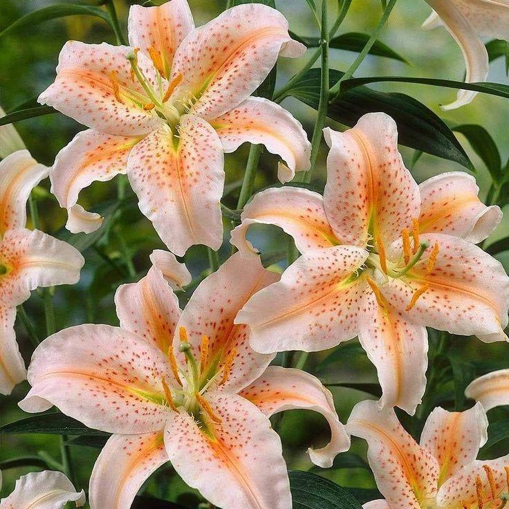 Twilight Serenade: Vivid Blossom Array