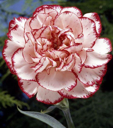 Whimsical Wishes: Enchanted Flora Fusion